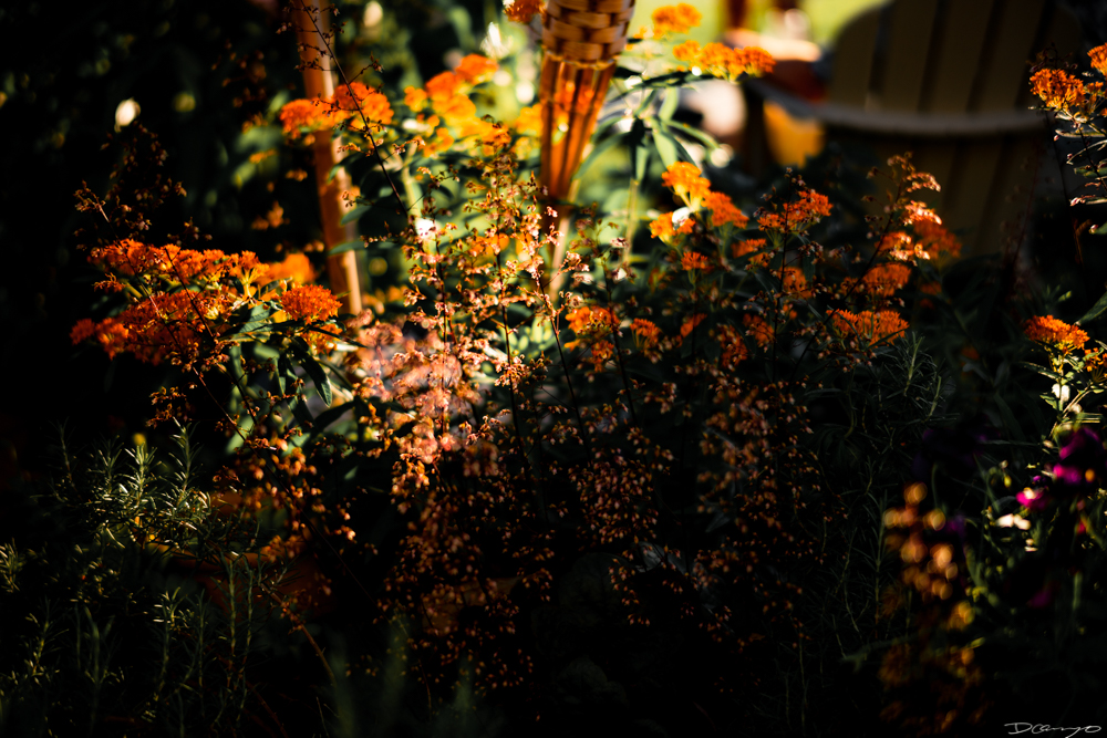 Photos of flowers, focaccia, fun Lucky Charms, and pretty Berkeley neighborhood sights.